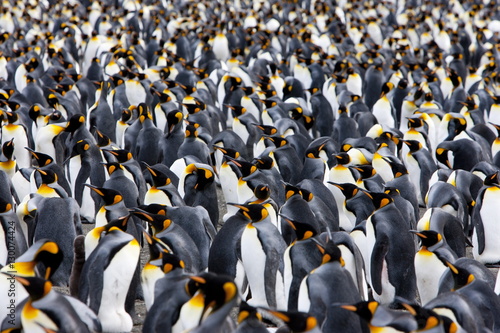 King penguin colony (Aptenodytes patagonicus), Gold Harbour, South Georgia, Antarctic