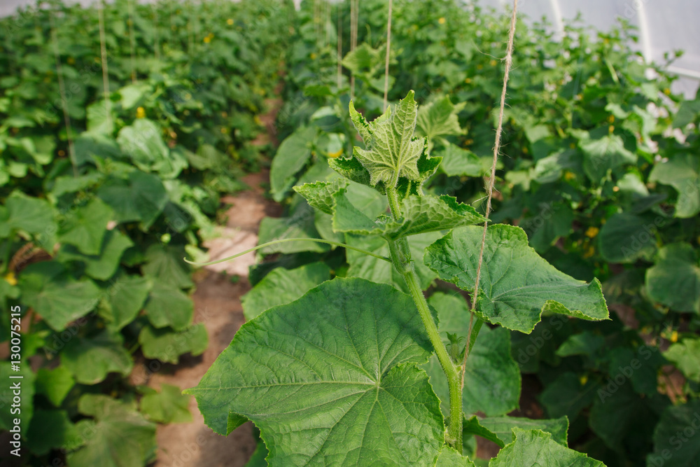 growing of cucumber in greenhouse growing of cucumber in greenhouse