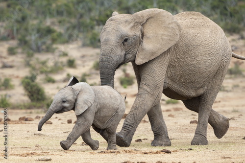 African elephant (Loxodonta africana) and calf, running to water, Addo Elephant National Park photo
