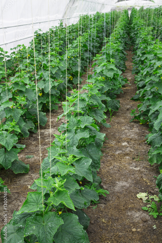 To grow cucumbers in the greenhouse clean environmentally friend To grow cucumbers in the greenhouse clean environmentally friend