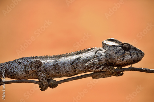 Petter's Chameleon, Furcifer Petteri is relatively abundant in the coastal areas of northern Madagascar photo