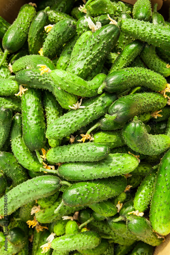 Pile of fresh green cucumber Pile of fresh green cucumber