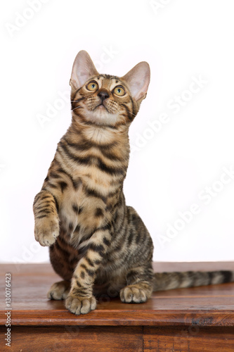 Bengal Cat looking up