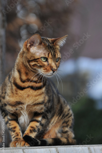 Wallpaper Mural Bengal Cat in Garden Torontodigital.ca