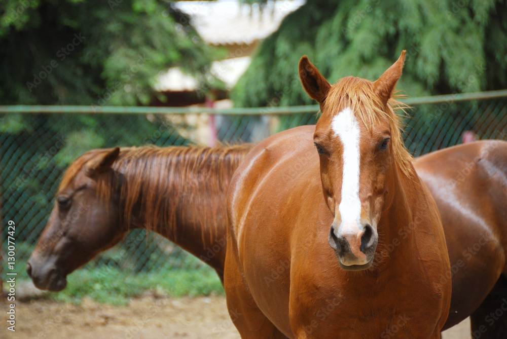 Horses Horses
