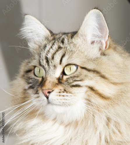 brown tabby cat outdoor, siberian breed