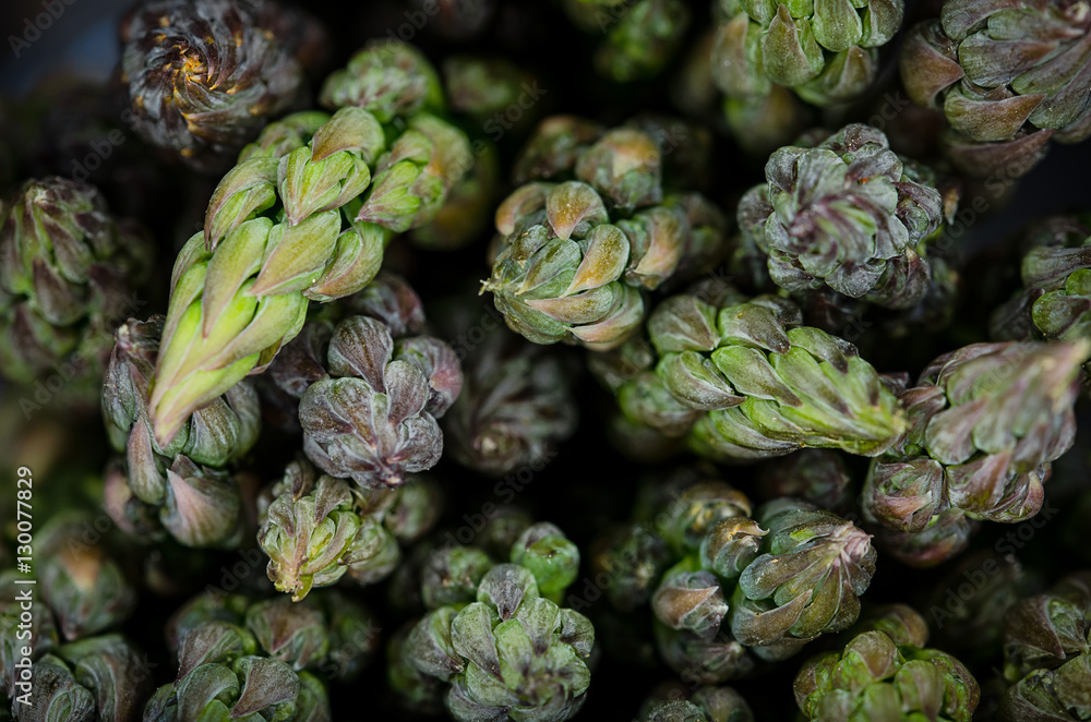 Fototapeta premium Details of asparagus tips