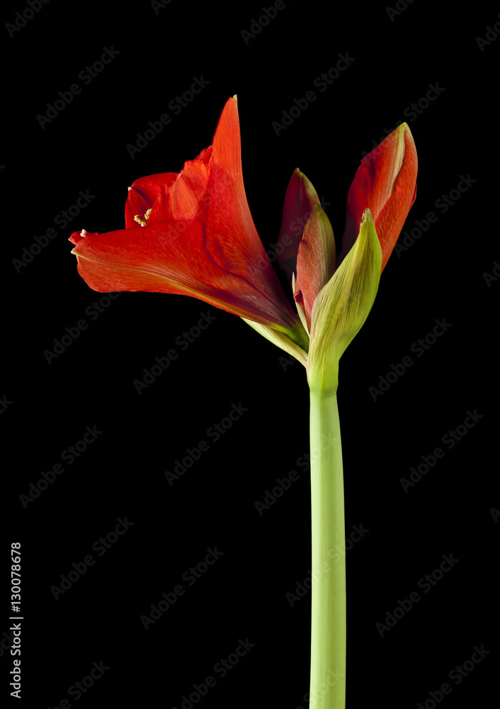 Red Amaryllis flower against black background Red Amaryllis flower against black background
