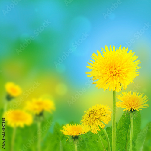 dandelions  taraxacum officinale 