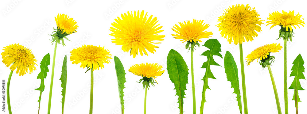 Obraz premium dandelions (taraxacum officinale)