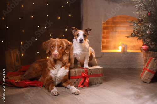 Fototapeta Naklejka Na Ścianę i Meble -  Dogs Nova Scotia Duck Tolling Retriever and Jack Russell Terrier Christmas, new year, holidays and celebration