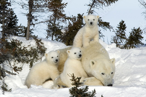 Polar bear (Ursus maritimus) mother with triplets, Wapusk National Park, Churchill, Hudson Bay, Manitoba, Canada photo