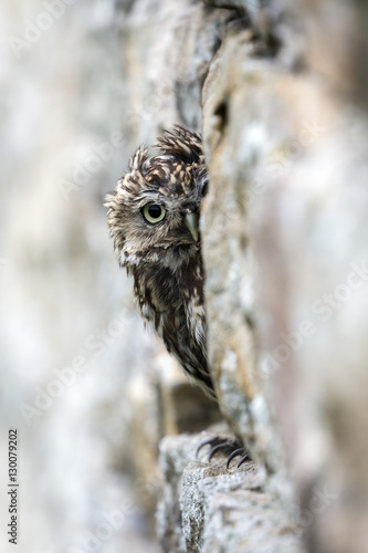 Little owl (Athene noctua) perched in stone barn, captive photo