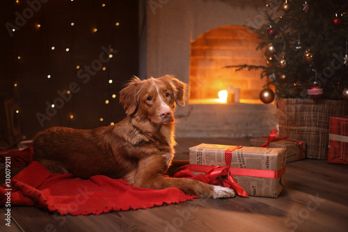 Fototapeta Naklejka Na Ścianę i Meble -  Dog Nova Scotia Duck Tolling Retriever Christmas, new year, holidays and celebration.