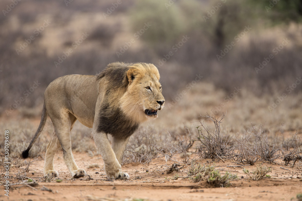 Lion (Panthera leo), Kgalagadi Transfrontier Park, Northern Cape Lion (Panthera leo), Kgalagadi Transfrontier Park, Northern Cape