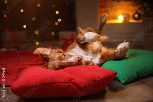 Fototapeta Naklejka Na Ścianę i Meble -  Dog Nova Scotia Duck Tolling Retriever Christmas, new year, holidays and celebration.