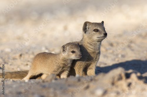 Yellow mongoose (Cynictis penicillata) with young, Kgalagadi Transfrontier Park