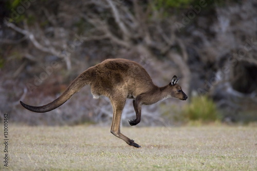 Kangaroo Island grey kangaroo (Macropus fuliginosus), Kelly Hill Conservation, Kangaroo Island, South Australia