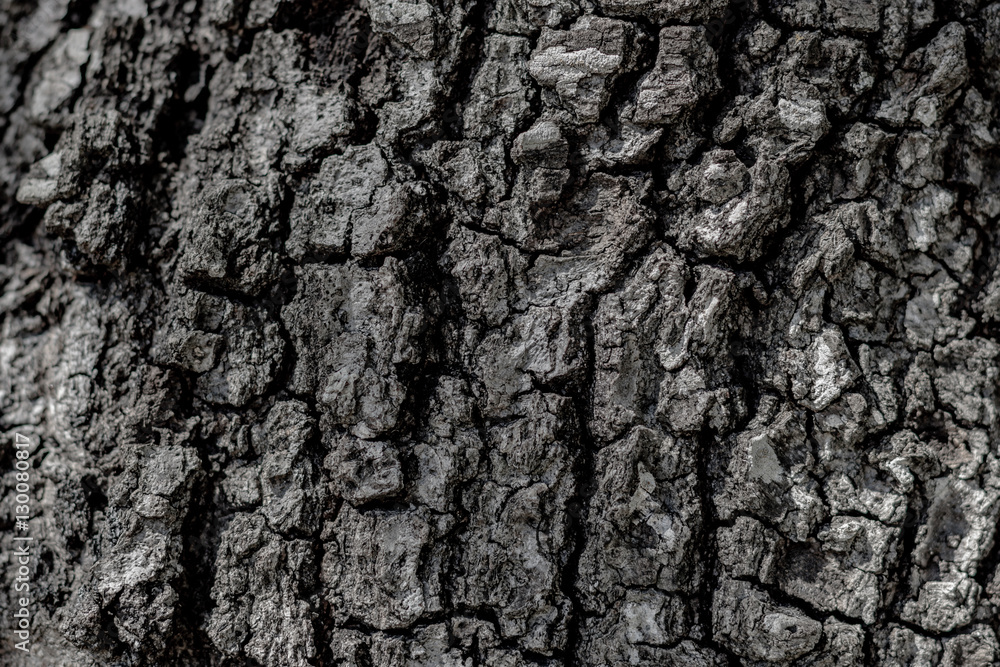 Desaturated Tree Bark Desaturated Tree Bark