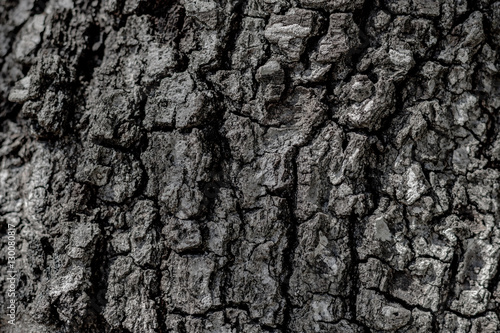 Desaturated Tree Bark