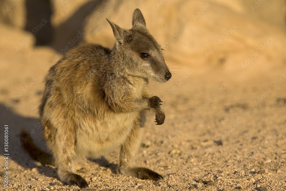 Black-footed rock wallaby (Petrogale lateralis), Magnetic Island, Queensland Black-footed rock wallaby (Petrogale lateralis), Magnetic Island, Queensland
