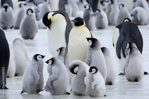 Colony of Emperor penguins (Aptenodytes forsteri) and chicks, Snow Hill Island, Weddell Sea, Antarctica