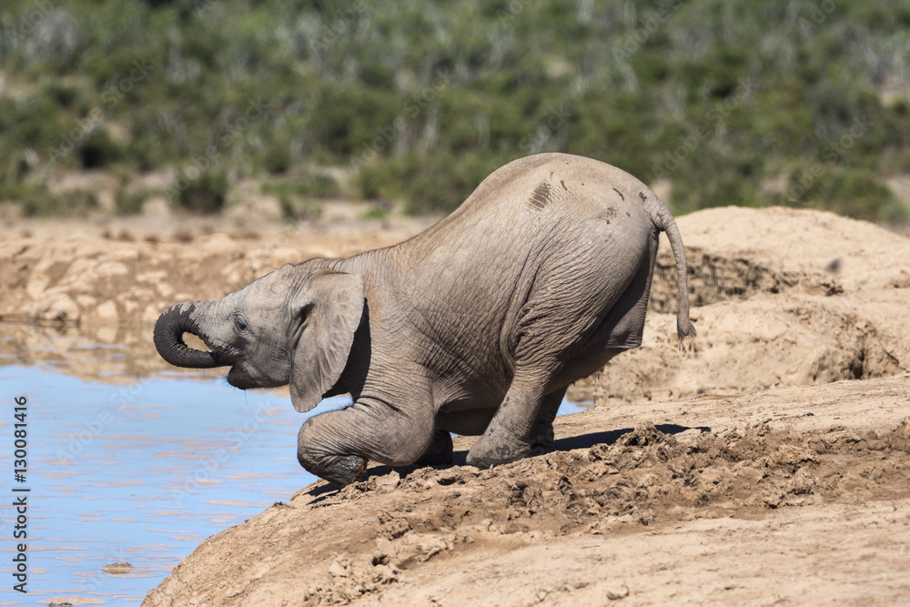 African baby elephant drinking (Loxodonta africana) at Hapoor waterhole, Addo Elephant National Park, Eastern Cape African baby elephant drinking (Loxodonta africana) at Hapoor waterhole, Addo Elephant National Park, Eastern Cape