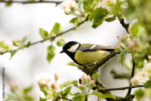 Great tit (Parus major) in apple tree, Bielefeld, Nordrhein Westfalen, Germany photo