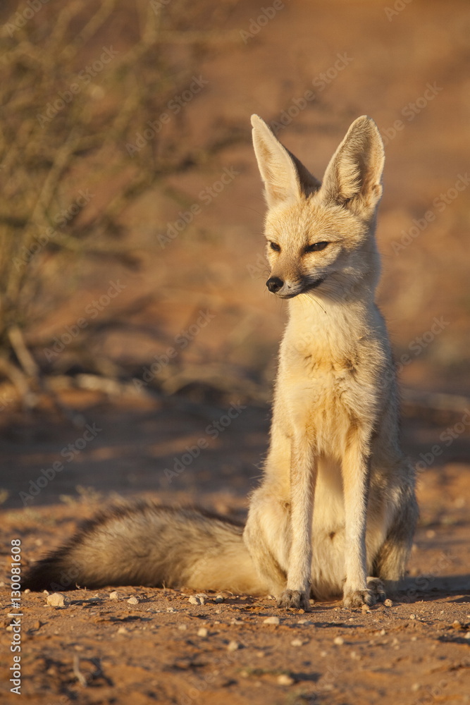Cape fox (Vulpes chama), Kgalagadi Transfrontier Park, Northern Cape Cape fox (Vulpes chama), Kgalagadi Transfrontier Park, Northern Cape