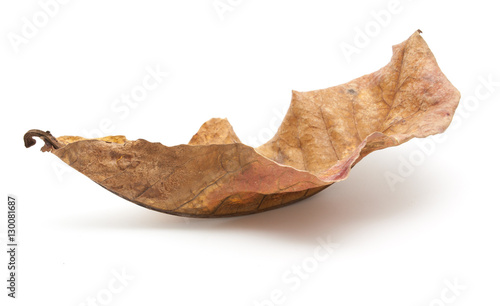 Dry leaf closeup isolated