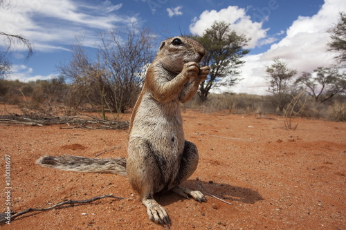 Ground squirrel (Xerus inauris), Kgalagadi Transfrontier Park, Northern Cape photo