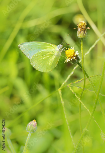 Little green butterfly on grass flower, butterfly on small blooming flower beside the withered flower © kardd