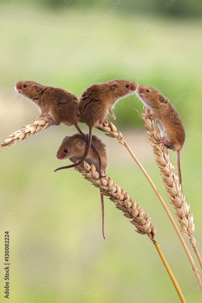 Harvest mice (Micromys minutus), captive Harvest mice (Micromys minutus), captive