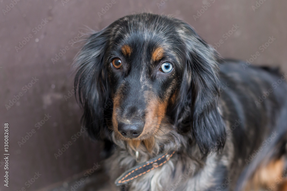 Adult dachshund with heterochromia - eyes of different colors Stock Photo | Adobe Stock