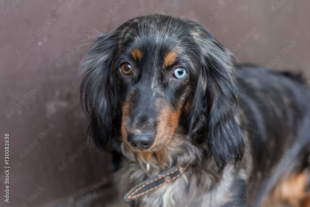 Adult dachshund with heterochromia - eyes of different colors