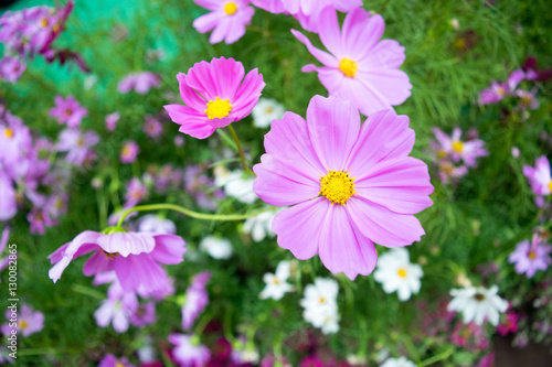 Flower colorful