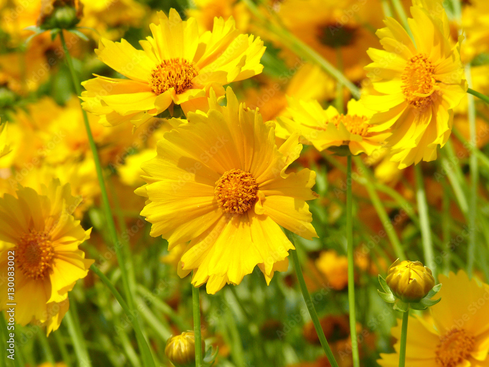 The brilliant flowers The brilliant flowers