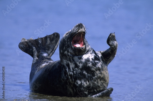 Gray Seal, (Halichoerus grypus), Helgoland, Schleswig-Holstein, Germany
