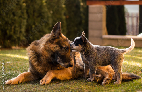 Great click capturing a pup and a dog