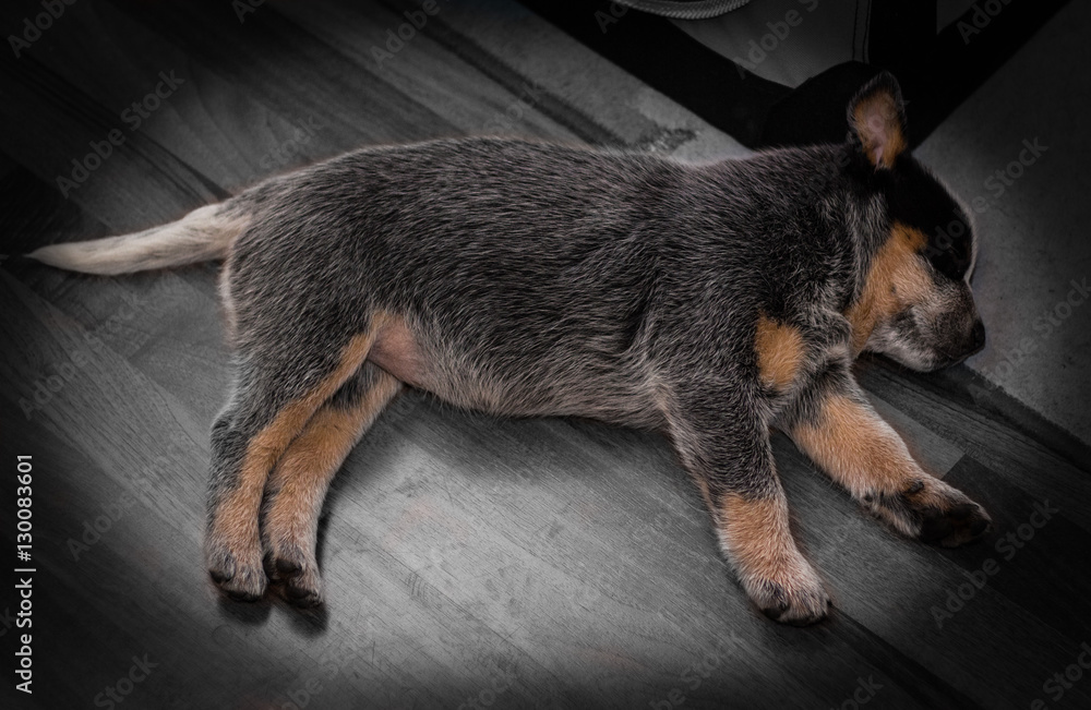 Obraz premium Puppy sleeping over a wooden floor