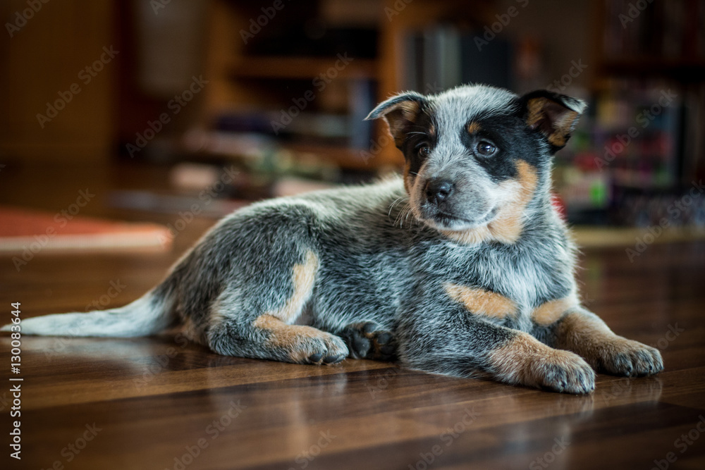 Mixed breed puppy sitting over a wooden floor