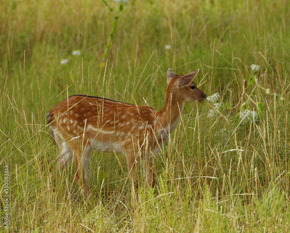 Lone Axis Deer doe standing in high grasses