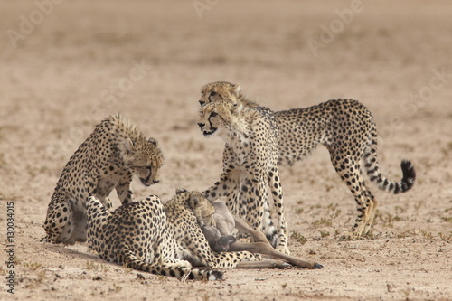 Cheetah (Acinonyx jubatus) killing baby common wildebeest (Connochaetes taurinus), Kgalagadi Transfrontier Park