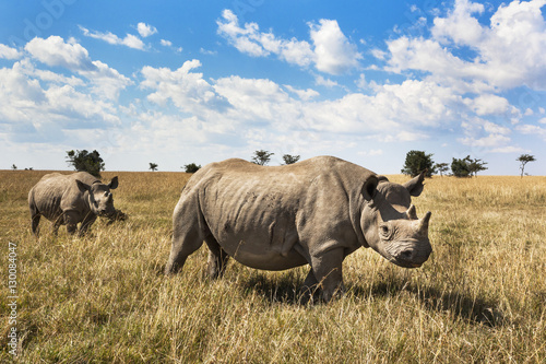Rhinoceros, Ol Pejeta Conservancy, Laikipia, Kenya photo