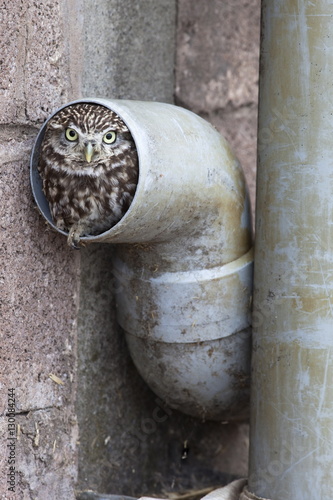 Little owl (Athene noctua) in drainpipe, captive