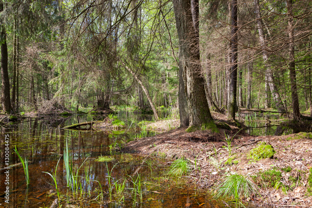 Natural swampy stand in spring Natural swampy stand in spring