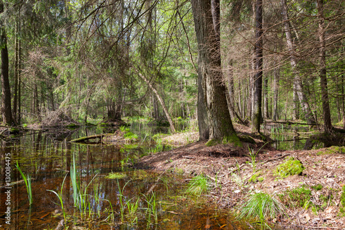 Natural swampy stand in spring