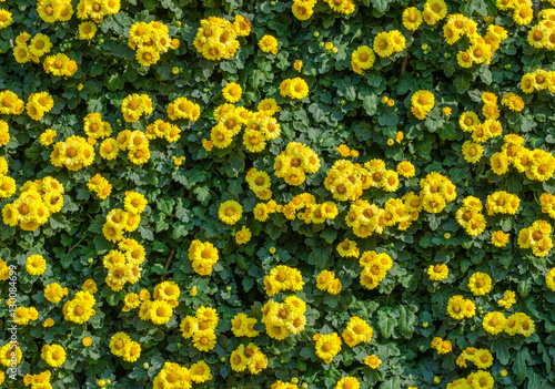 Daisy chrysanthemums background