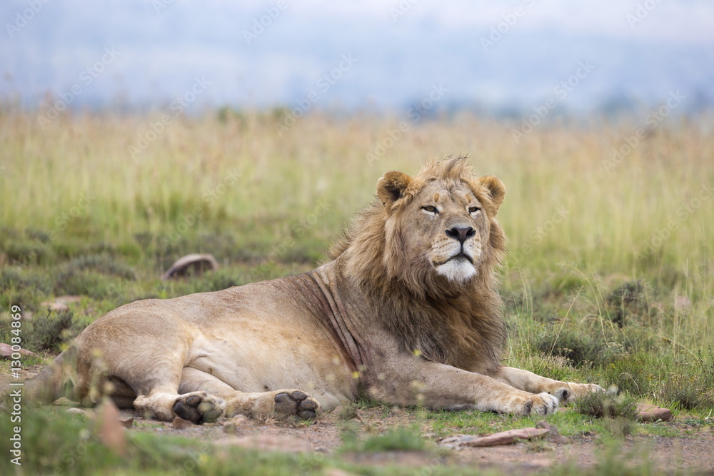 Lion (Panthera leo), Mountain Zebra National Park, Eastern Cape Lion (Panthera leo), Mountain Zebra National Park, Eastern Cape