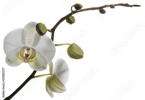 Fototapeta Naklejka Na Ścianę i Meble -  Alluring white orchids isolated on a clear white background